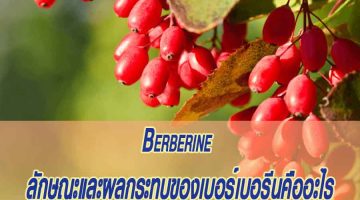 Berberine ลักษณะและผลกระทบของเบอร์เบอรีนคืออะไร
